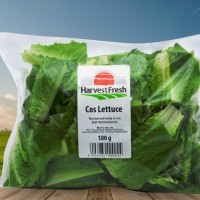 pillow cos lettuce